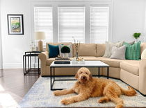 Stores en faux bois dans un salon avec un golden doodle, ajoutant chaleur, style et intimité.